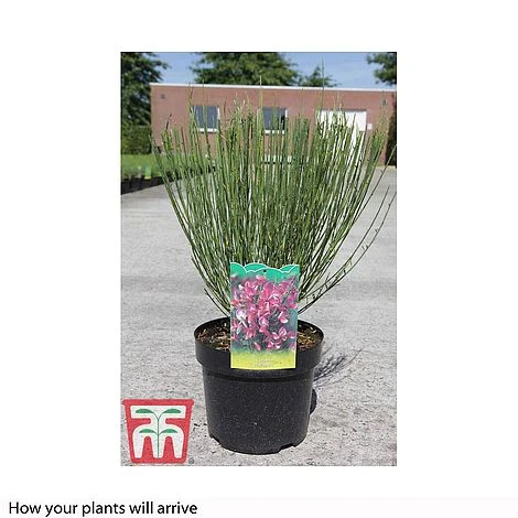 Cytisus 'Hollandia' 2 Cytisus 'Hollandia' - Image 2