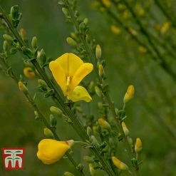 Cytisus 'Luna'