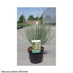 Cytisus X Praecox -plant CYTI T66196 A h