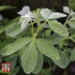 Cytisus Battandieri -plant CYTI TKA3102 C