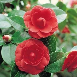 Camellia 'Tricolour' -plant Camellia red