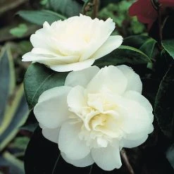 Camellia 'Tricolour' -plant Camellia white