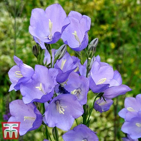 Campanula Medium 'Blue' 1 Campanula Medium 'Blue'