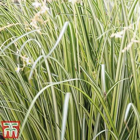 Chlorophytum Saundersiae 'Starlight' 9 Chlorophytum Saundersiae 'Starlight' - Image 9