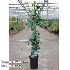 Clematis Armandii 'Snowdrift' -plant Clematis Snowdrift KC4972 C