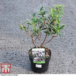 Daphne Odora 'Aureomarginata' 7 Daphne Odora 'Aureomarginata' -plant DAPH 93696 A