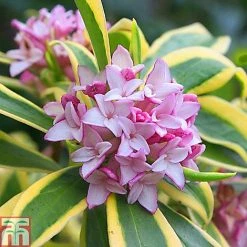 Daphne Odora 'Rebecca'