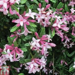 Daphne Fragrance Duo -plant DAPH T79754 A2