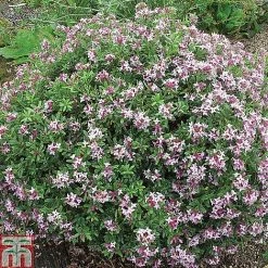 Daphne Fragrance Duo -plant DAPH T79754 B2