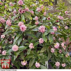 Daphne Odora 'Rogalski' -plant DAPH WKC0234 D