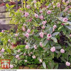 Daphne Odora 'Rogalski' -plant DAPH WKC0234 E