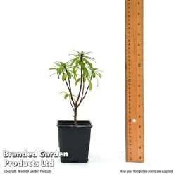 Daphne X Transatlantica 'Pink Fragrance' -plant DAPH PINKFR9CM T45492