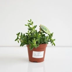 Delosperma Echinatum 12 Delosperma Echinatum -plant DELO ECHIN12CM T45110