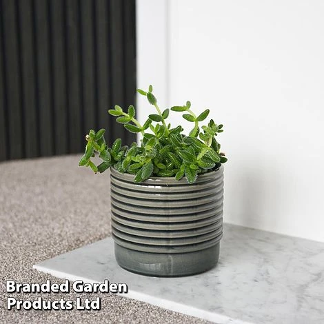 Delosperma Echinatum 1 Delosperma Echinatum