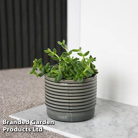 Delosperma Echinatum 2 Delosperma Echinatum - Image 2