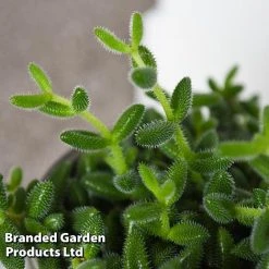 Delosperma Echinatum 10 Delosperma Echinatum -plant DELO ECHINATUM T45113D