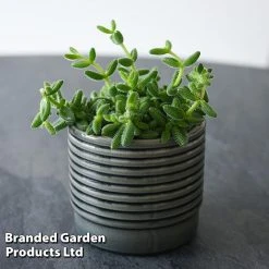 Delosperma Echinatum 13 Delosperma Echinatum -plant DELO ECHINATUM T45115B