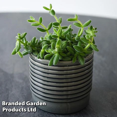 Delosperma Echinatum 7 Delosperma Echinatum - Image 7