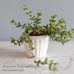 Delosperma Echinatum 15 Delosperma Echinatum -plant DELO ECHINATUM WKF1163