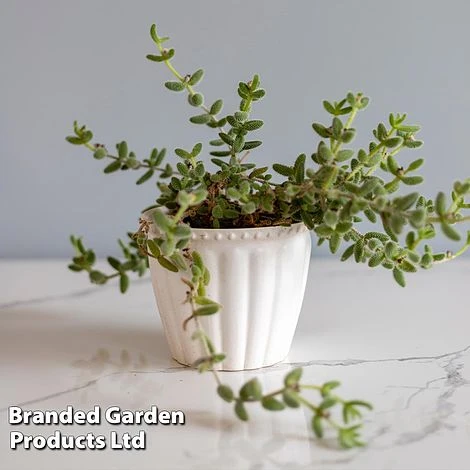 Delosperma Echinatum 8 Delosperma Echinatum - Image 8