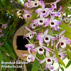 Dendrobium Nobile 'Sunny Eye' -plant DEND SUNNYEYE W48347
