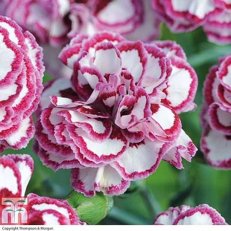 Dianthus 'Gran's Favourite' 1 Dianthus 'Gran's Favourite'