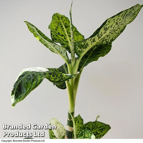 Dieffenbachia 'Reflector' 2 Dieffenbachia 'Reflector' - Image 2