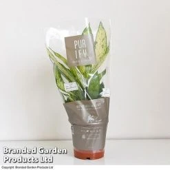 Dieffenbachia Seguine Sublime -plant DIEF SUBLI17CM T39040