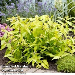 Diervilla Rivularis 'Honeybee' -plant DIER HONEYBEE H61937