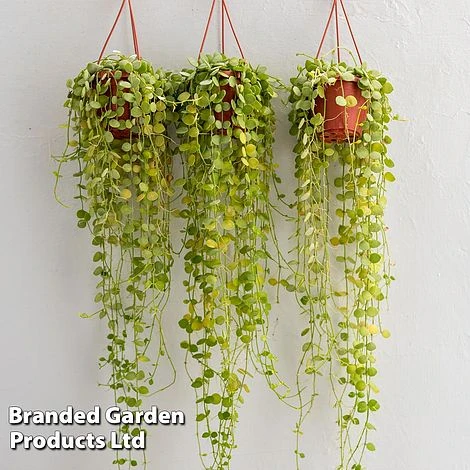 Dischidia Nummularia 3 Dischidia Nummularia - Image 3