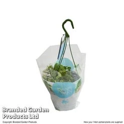 Dischidia Nummularia 7 Dischidia Nummularia -plant DISC NUMMU14CM T48959