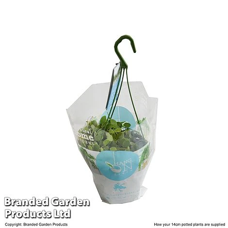 Dischidia Nummularia 4 Dischidia Nummularia - Image 4