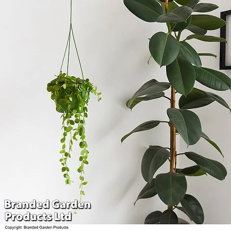 Dischidia Nummularia 1 Dischidia Nummularia