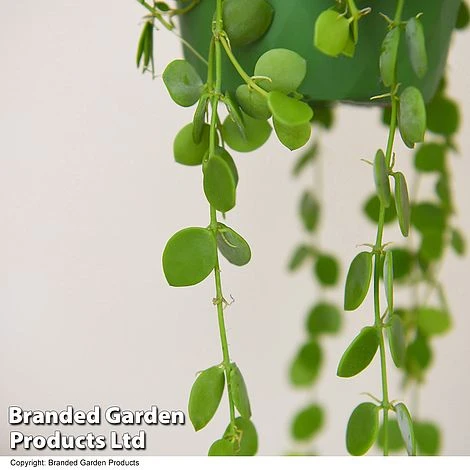 Dischidia Nummularia 2 Dischidia Nummularia - Image 2