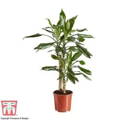 Dracaena Fragrans (House Plant) 11 Dracaena Fragrans (House Plant) -plant DRAC 2898 A1