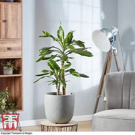 Dracaena Fragrans (House Plant) 2 Dracaena Fragrans (House Plant) - Image 2