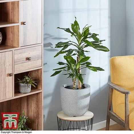 Dracaena Fragrans (House Plant) 1 Dracaena Fragrans (House Plant)