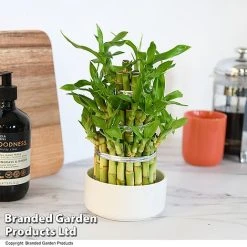 Dracaena Sanderiana 'Lucky Bamboo' -plant DRAC SANDE12CM T48324