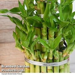 Dracaena Sanderiana 'Lucky Bamboo' -plant DRAC SANDE12CM T48326