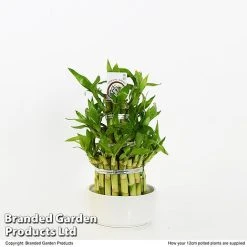 Dracaena Sanderiana 'Lucky Bamboo' -plant DRAC SANDE12CM T48327