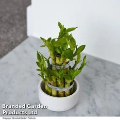 Dracaena Sanderiana 'Lucky Bamboo' -plant DRAC SANDERIAN T47329