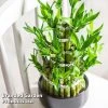 Dracaena Sanderiana 'Lucky Bamboo'