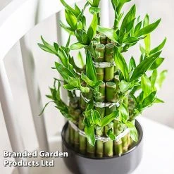 Dracaena Sanderiana 'Lucky Bamboo'