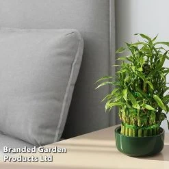 Dracaena Sanderiana 'Lucky Bamboo' -plant DRAC SANDERIAN W45407