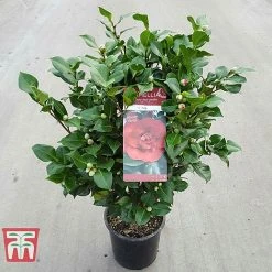 Camellia Japonica 'Doctor King' -plant DRKI 17664 A1
