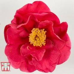Camellia Japonica 'Doctor King' -plant DRKI 17665 A1