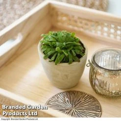 Drosera Aliciae -plant DROS ALICIAE T41636