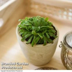 Drosera Aliciae -plant DROS ALICIAE T41637