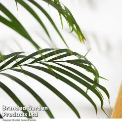 Dypsis Lutescens In Hydro Pot 8 Dypsis Lutescens In Hydro Pot -plant DYPS LUTESCENS T50758