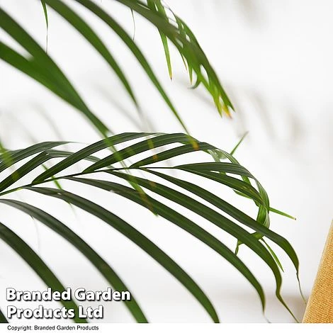 Dypsis Lutescens In Hydro Pot 4 Dypsis Lutescens In Hydro Pot - Image 4